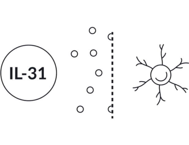 NEMLUVIO blocks IL-31 signaling that drive itch and inflammation
